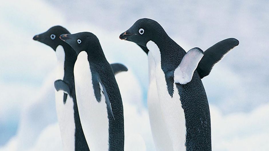 Pinguim Adelaide, Guia de Fauna. RutaChile.   - ARGENTINA