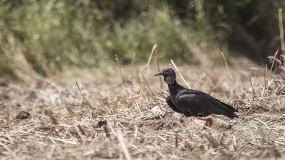 Abutre de cabeça negra, Guia de Fauna. RutaChile.   - 