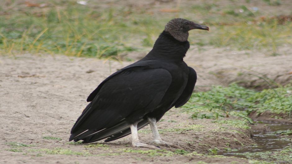 Abutre de cabeça negra, Guia de Fauna. RutaChile.   - PERU