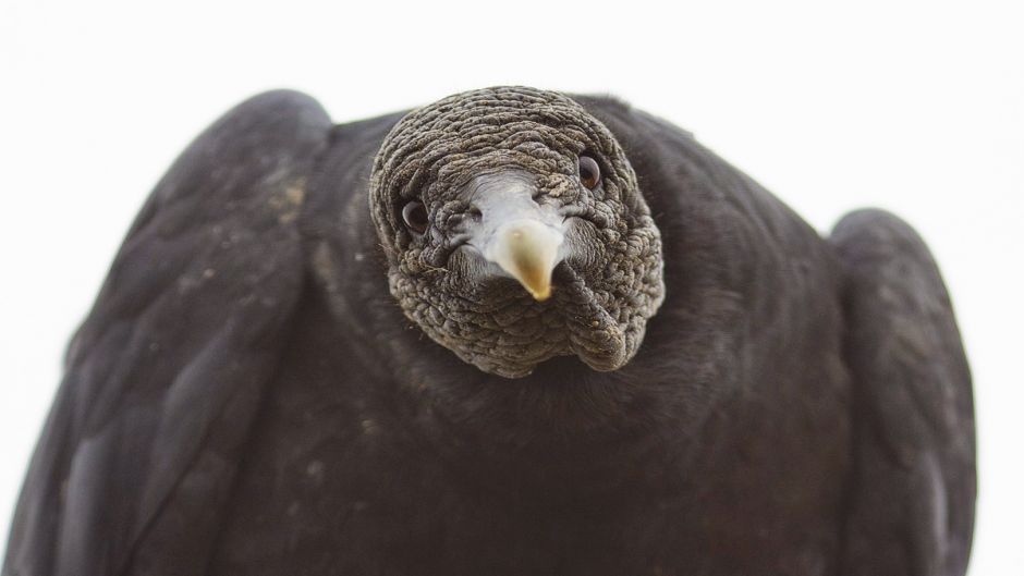 Abutre de cabeça negra, Guia de Fauna. RutaChile.   - PERU