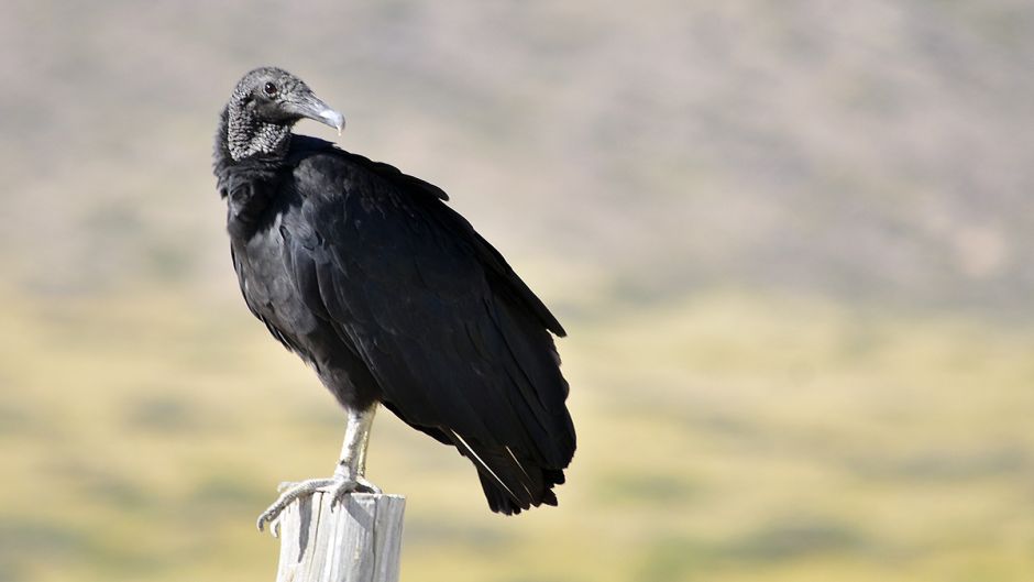 Abutre de cabeça negra, Guia de Fauna. RutaChile.   - CHILE