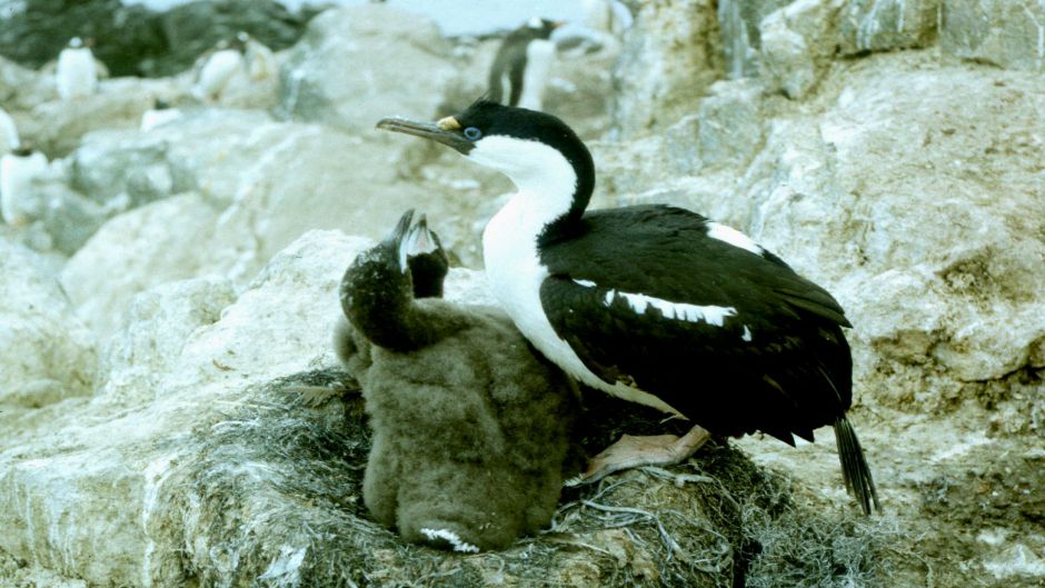 Cormorán Antárctico.   - 