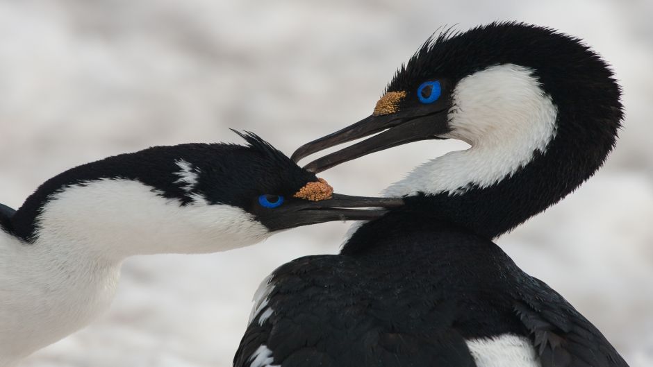 Cormorán Antárctico.   - 