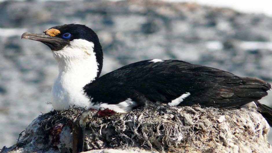 Cormorán Antárctico.   - ARGENTINA