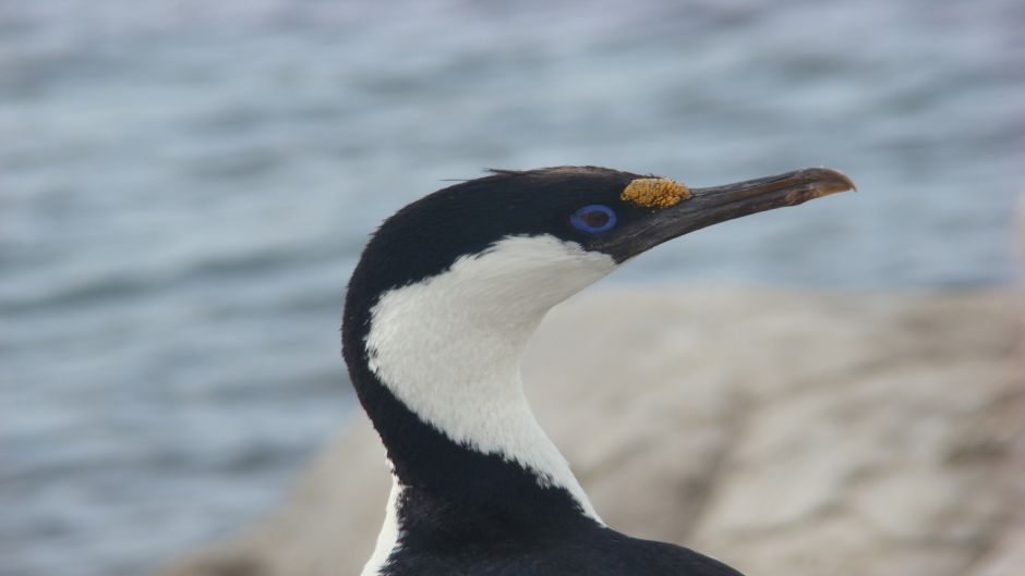 Cormorán Antárctico.   - 