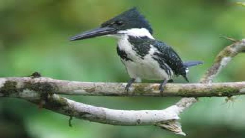 martim-pescador amazônico.   - 