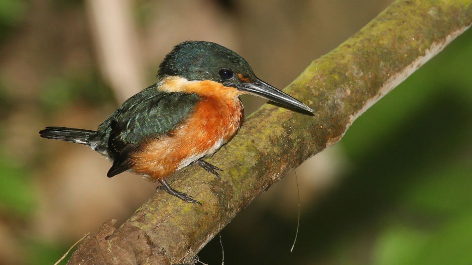 martim-pescador amazônico.   - NICARGUA