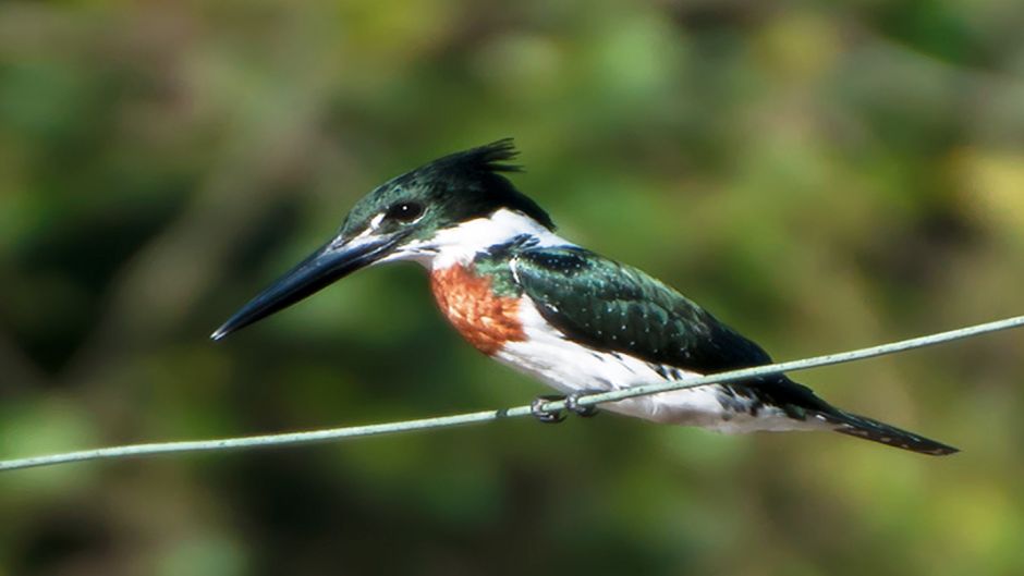 martim-pescador amazônico.   - 