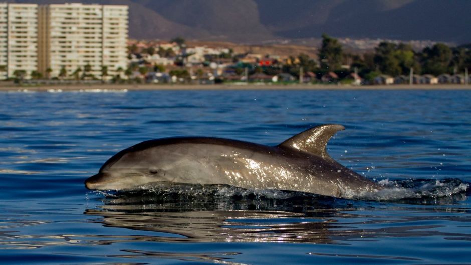 Nariz de garrafa de golfinho.   - ARGENTINA
