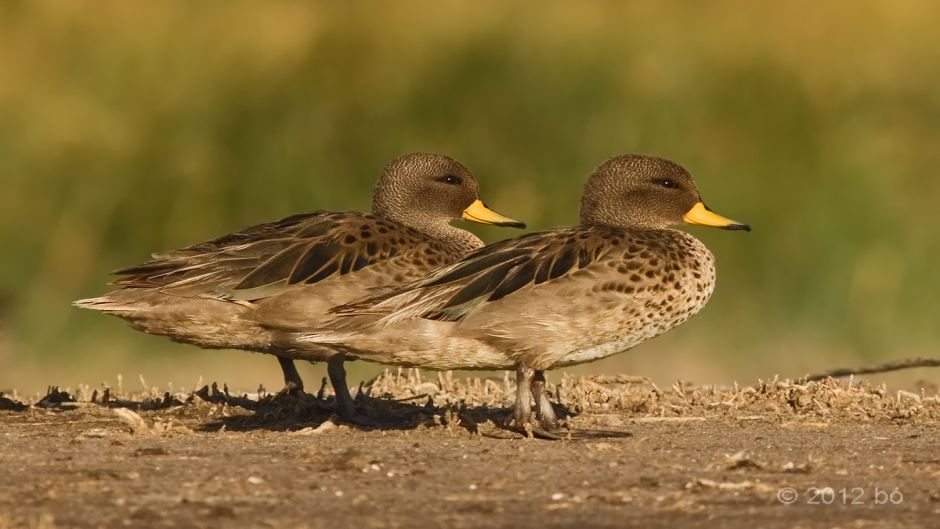 Pato Jergon menino, Guia de Fauna. RutaChile.   - Bolvia