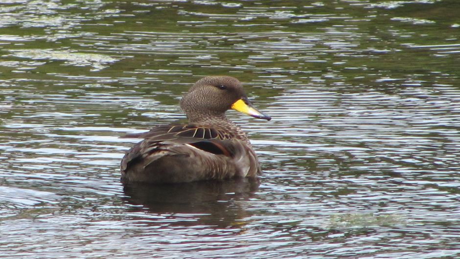 Pato Jergon menino, Guia de Fauna. RutaChile.   - PERU