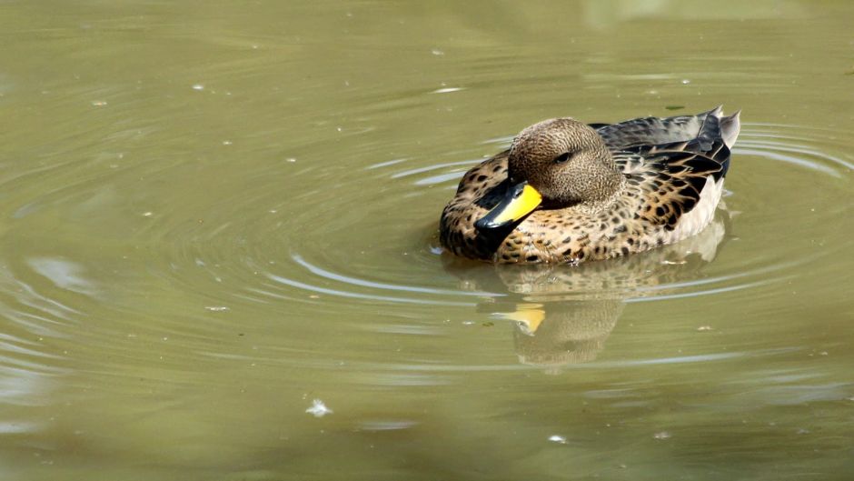 Pato Jergon menino, Guia de Fauna. RutaChile.   - CHILE