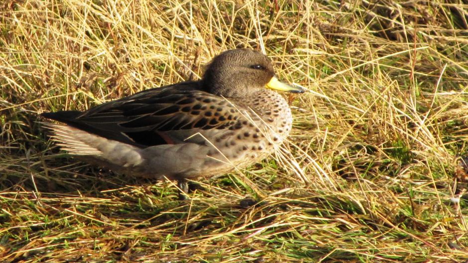 Pato Jergon menino, Guia de Fauna. RutaChile.   - CHILE