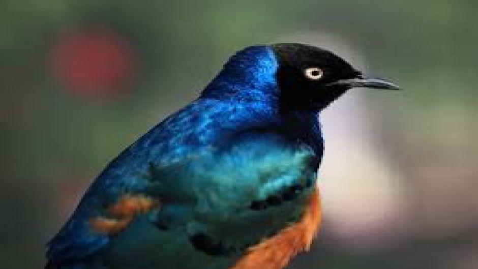 Superb Starling.   - frica do Sul