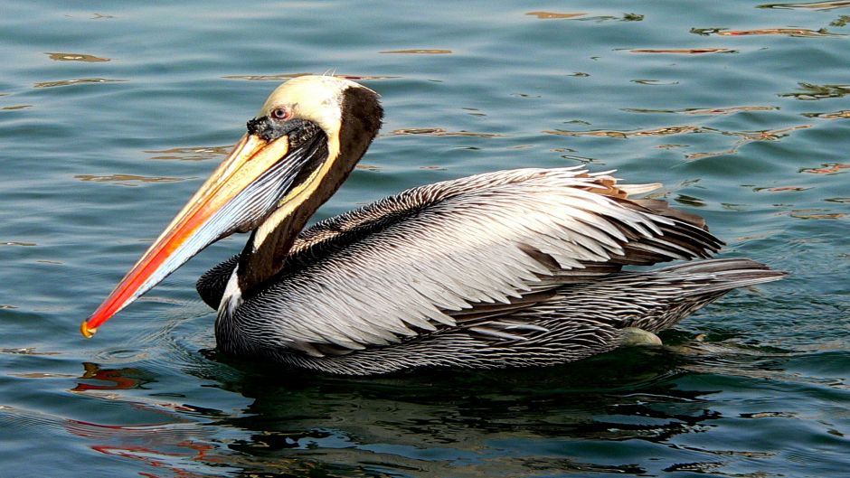 Pelicano peruano, Guia de Fauna. RutaChile.   - 