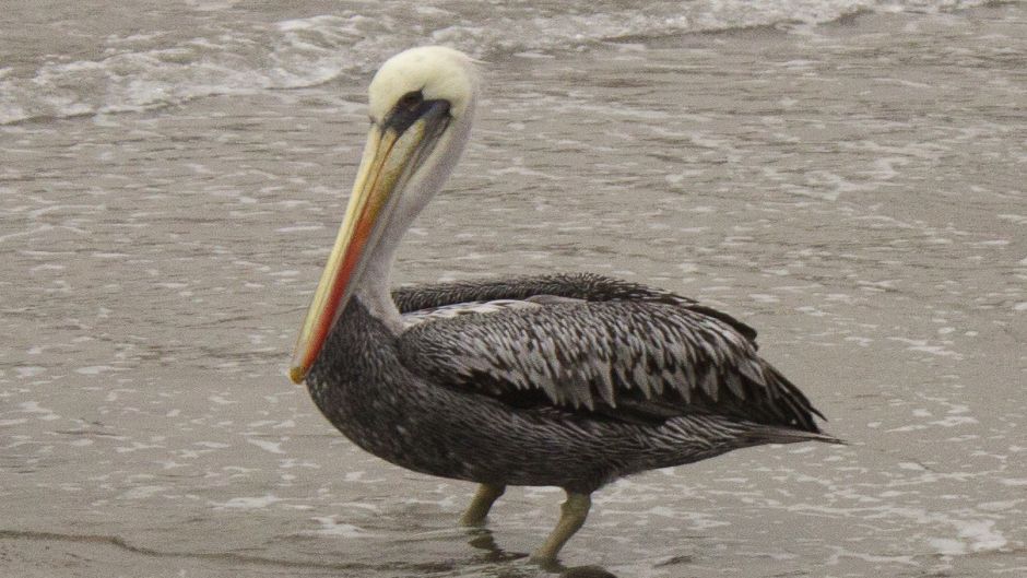 Pelicano peruano, Guia de Fauna. RutaChile.   - 