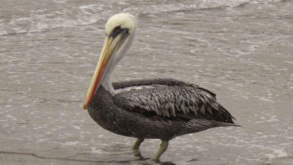 Pelicano peruano, Guia de Fauna. RutaChile.   - CHILE