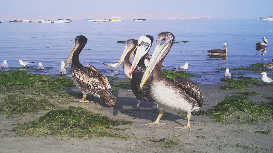 Pelicano peruano, Guia de Fauna. RutaChile.   - 