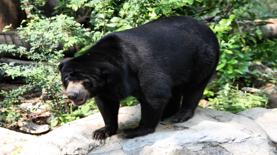 Urso Malaio.   - CHINA