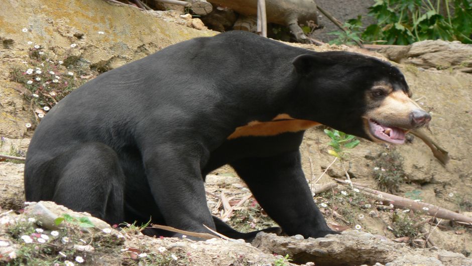 Urso Malaio.   - CHINA