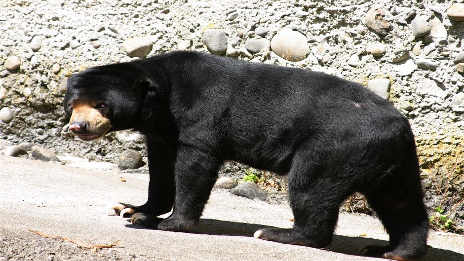 Urso Malaio.   - CHINA