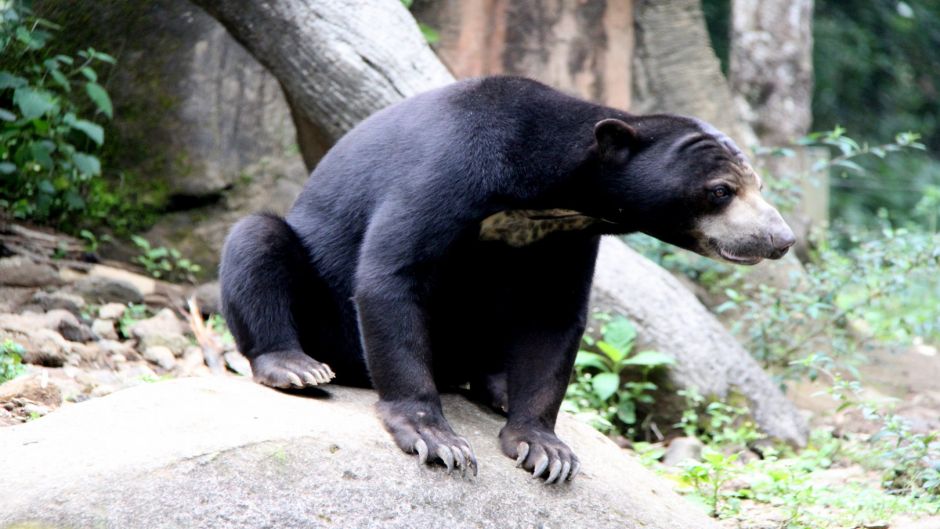 Urso Malaio.   - CHINA