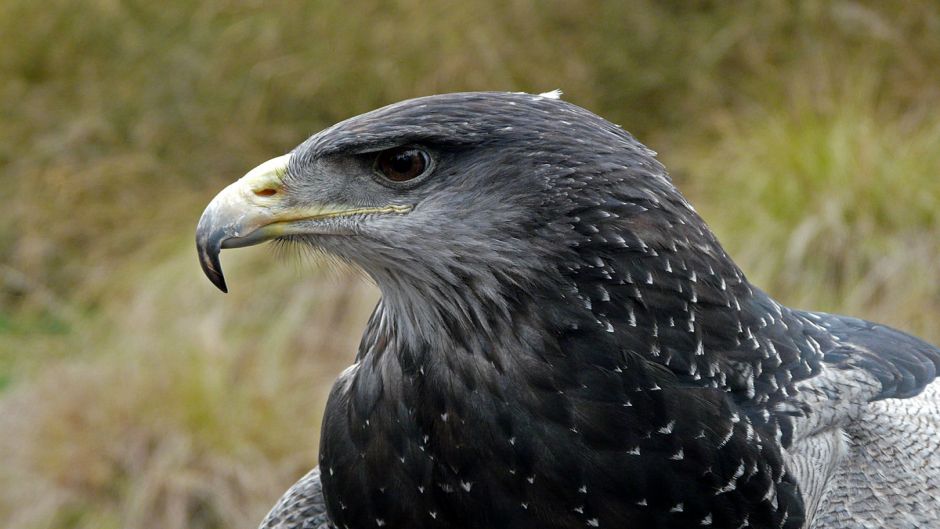 Águia Mora.   - PERU