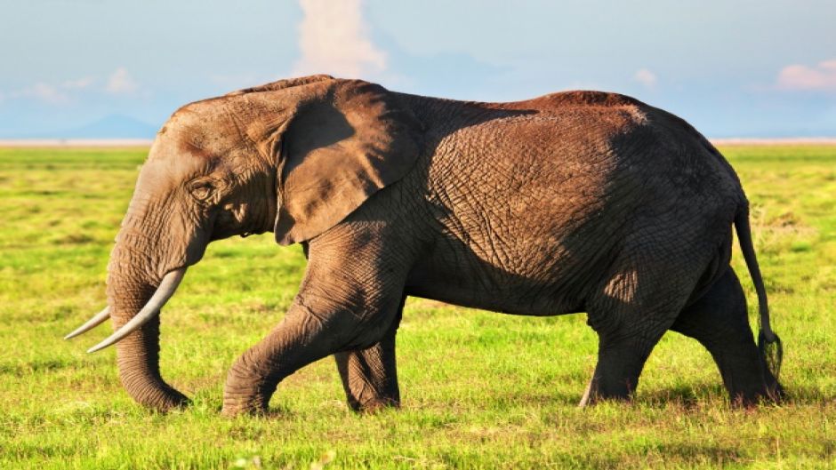 Elefante africano, Guia de Fauna. RutaChile.   - 