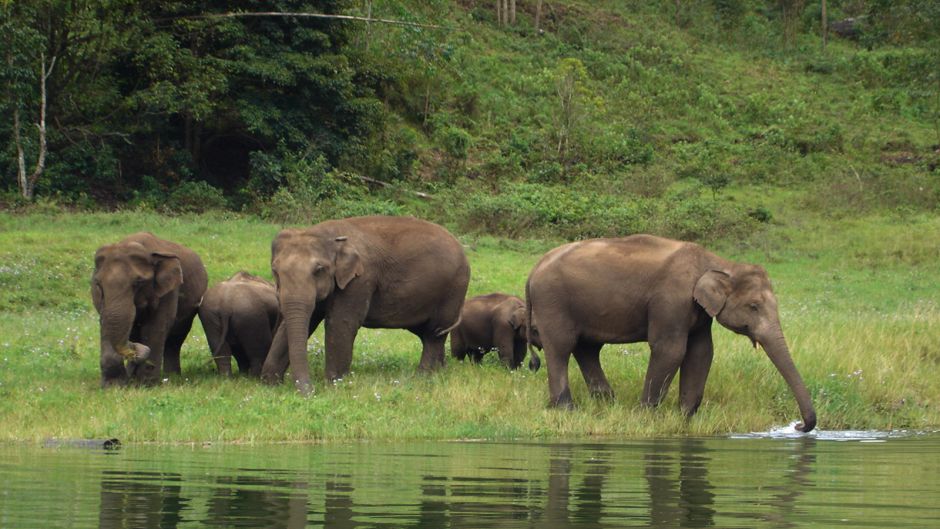 Elefante africano, Guia de Fauna. RutaChile.   - frica do Sul