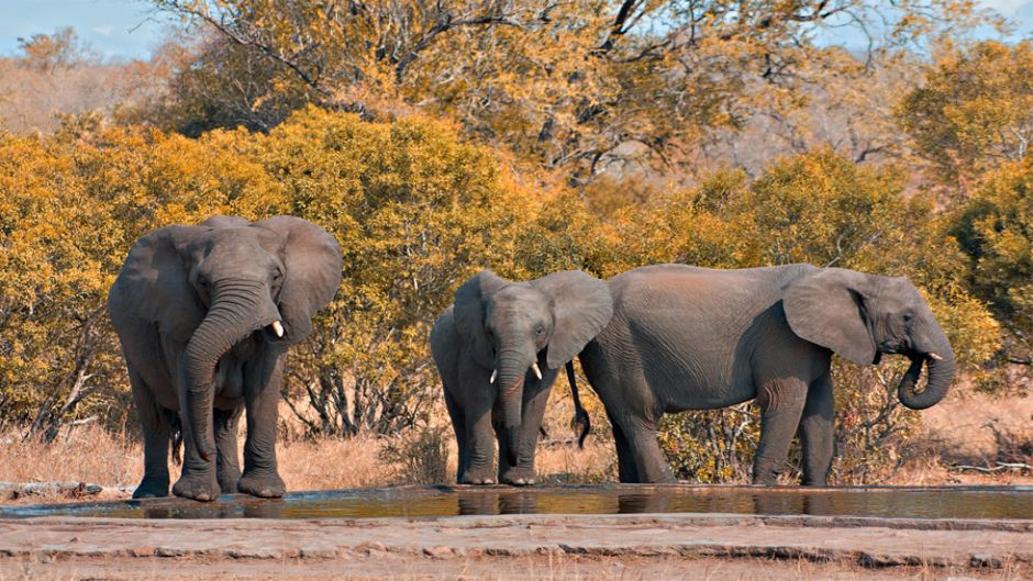 Elefante africano, Guia de Fauna. RutaChile.   - frica do Sul