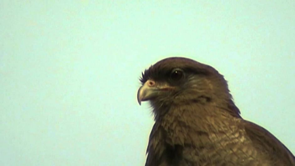 Tiuque, Guia de Fauna. RutaChile.   - Uruguai