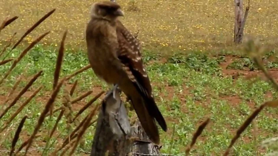 Tiuque, Guia de Fauna. RutaChile.   - CHILE