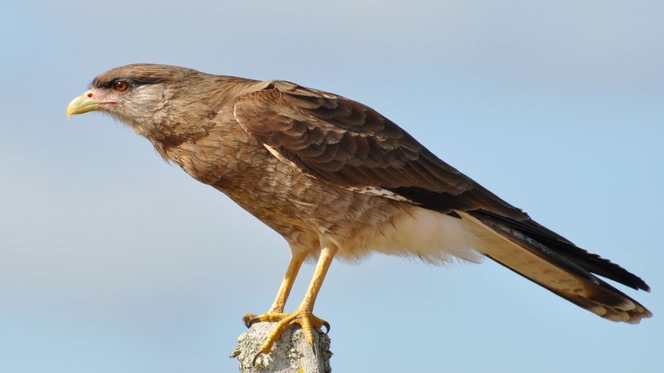 Tiuque, Guia de Fauna. RutaChile.   - Bolvia