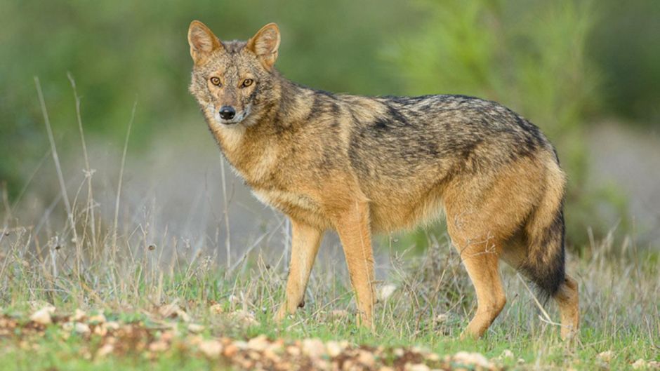 Lobo africano.   - MARROCOS