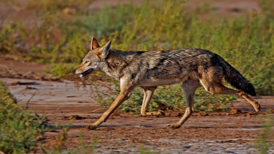 Lobo africano.   - MARROCOS