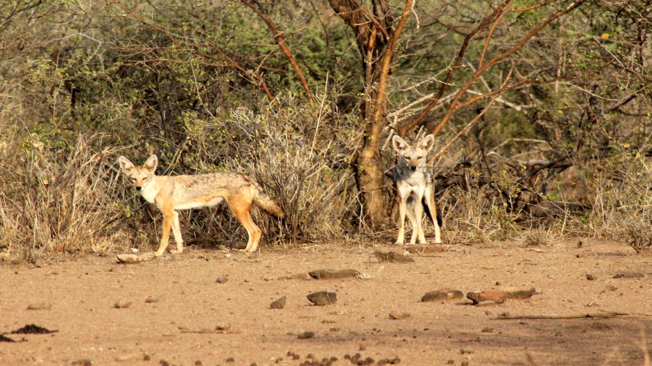 Lobo africano.   - 