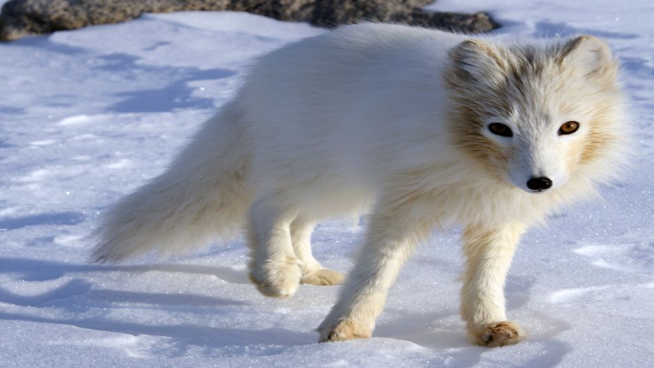 Raposa ártica.   - CANAD