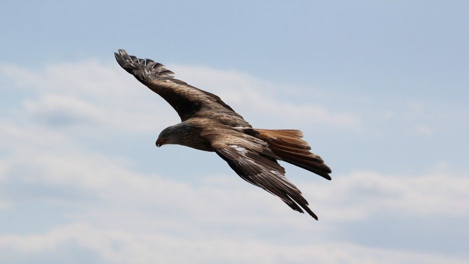 Eagle, guia de aves..   - 