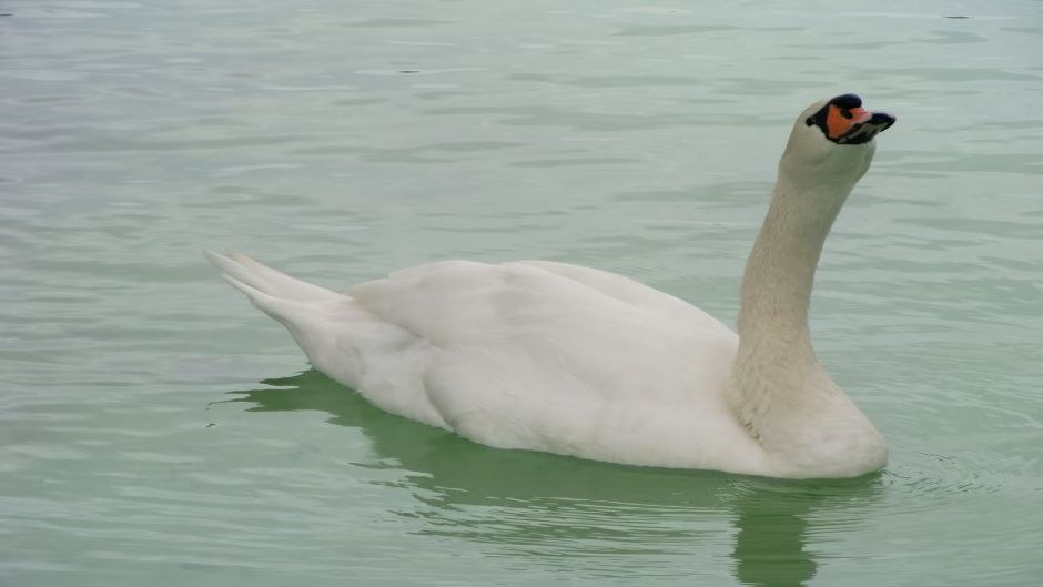 Cisne  Coscoroba, Guia de Fauna. RutaChile.   - 
