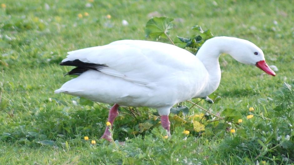 Cisne  Coscoroba, Guia de Fauna. RutaChile.   - 