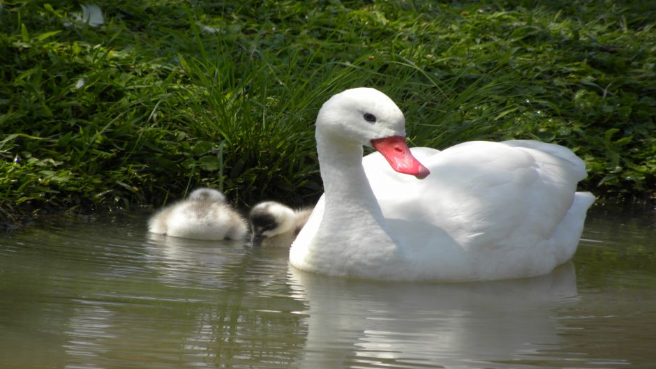 Cisne  Coscoroba, Guia de Fauna. RutaChile.   - BRASIL