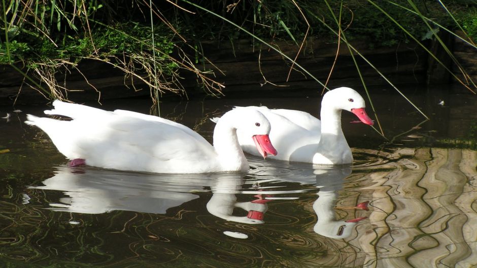 Cisne  Coscoroba, Guia de Fauna. RutaChile.   - 