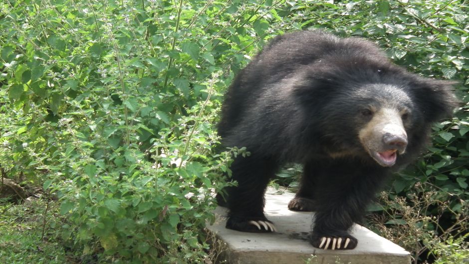 Urso preguiçoso.   - CHINA