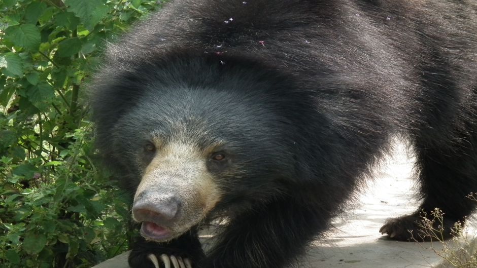 Urso preguiçoso.   - 