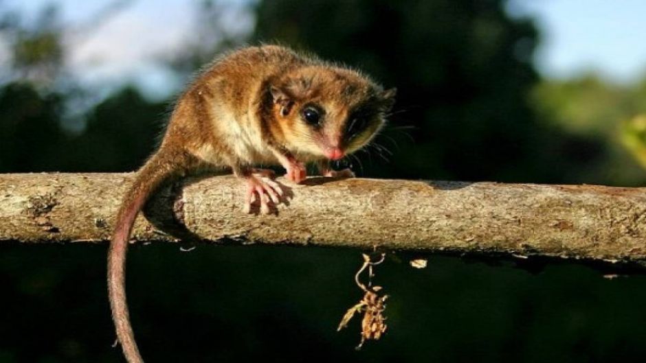 Monito del Monte, Guia de Fauna. RutaChile.   - ARGENTINA