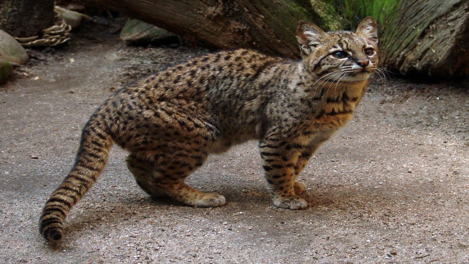 Sul-americana Wildcat, Guia de Fauna. RutaChile.   - 