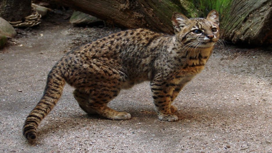 Sul-americana Wildcat, Guia de Fauna. RutaChile.   - Uruguai