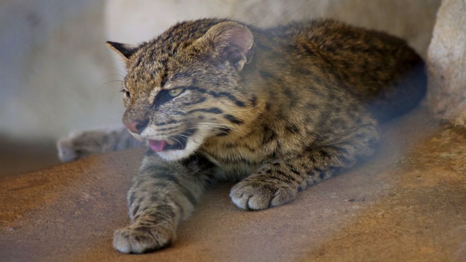 Sul-americana Wildcat, Guia de Fauna. RutaChile.   - Uruguai