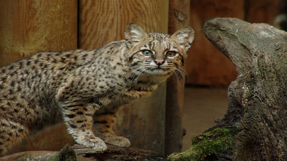 Sul-americana Wildcat, Guia de Fauna. RutaChile.   - Uruguai