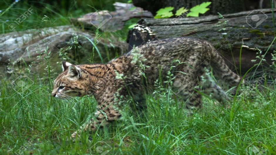 Sul-americana Wildcat, Guia de Fauna. RutaChile.   - PARAGUAI